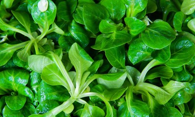 Full frame close up of wet fresh green lamb´s lettuce, Valerianella locusta, corn salad