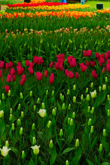 fresh lawn with flowers