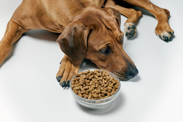 Dog laying near a bowl of dry kibble food. Dog doesn't want kibble. Unhealthy dog food concept.