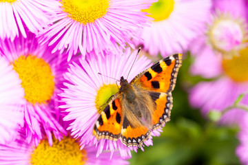 Small tortoiseshell (Aglais urticae) on a Mexican fleabane or Erigeron karvinskianus in flower.