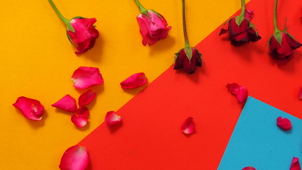 Red roses on colored paper. Background Valentines day background...