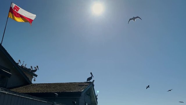 Pelicans sitting on a Stearns Warf pier, USA
