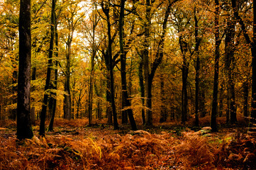 autumn in the forest
