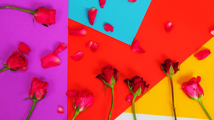 Red roses on colored paper. Background Valentines day background...