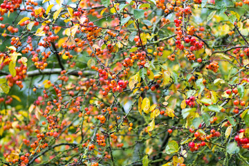 Fototapeta premium Ornamental apple tree with apples, Malus Everest in autumn