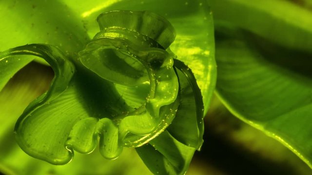 Asplenium nidus - Cobra birds nest Fern Fronds Are Unfurling Close up Macro follow 4k