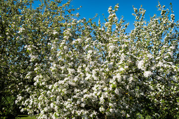 apple orchard in bloom in spring under the sun and blue sky