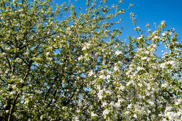 apple orchard in bloom in spring under the sun and blue sky