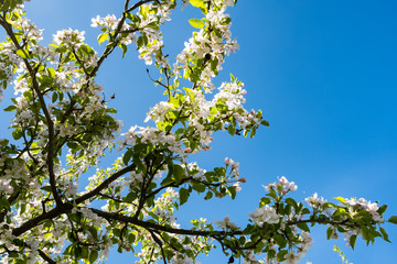 apple orchard in bloom in spring under the sun and blue sky