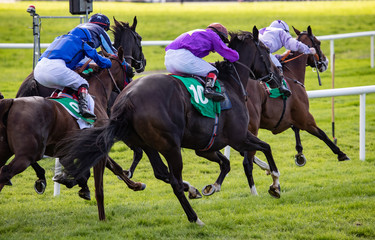 Galloping towards the finish line, group of race horses and jockeys competing