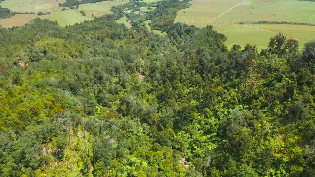 Native New Zealand forest. West coast.