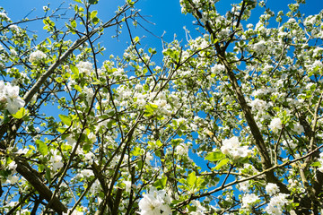 apple orchard in bloom in spring under the sun and blue sky