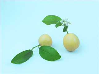 lemons and leafs