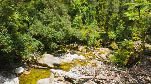 Native New Zealand forest. West coast.