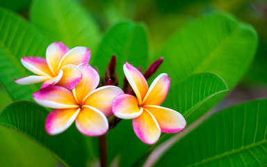 Plumeria flower.Pink yellow and white frangipani tropical flora, plumeria blossom blooming on tree.	