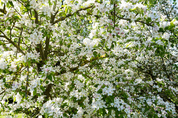 apple orchard in bloom in spring under the sun and blue sky