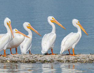 American White Pelicans on sandbar in Gasparilla Sound on the Gulf of Mexico coast of southwestern Florida