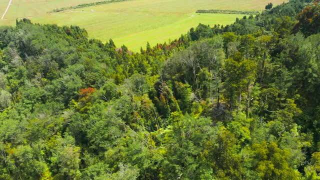 Native New Zealand forest. West coast.