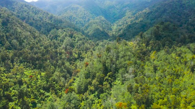 Native New Zealand forest. West coast.