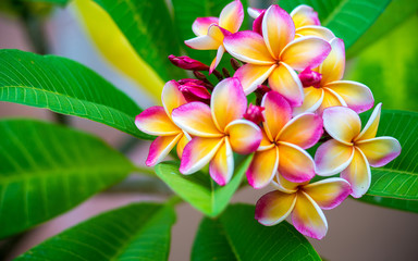 Plumeria flower.Pink yellow and white frangipani tropical flora, plumeria blossom blooming on tree. 