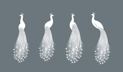 Peacock logo. Isolated peacock on white background