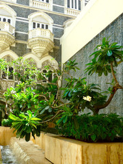 Garden Plant Green Mumbai in India - BOM