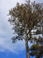 tree and blue sky and clouds
