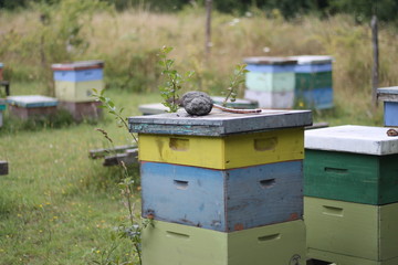 bees Bee work honey wax yellow jar apiculture nature work agriculture