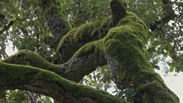 Mysterious forest of Bussaco, Coimbra, Portugal, 4k