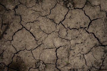 Fototapeta premium Texture of dried cracked earth because of no rain and drought season.