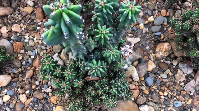 Bushes of green cacti on the stones. Ornamental plants - cacti.
