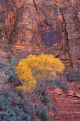 Yellow Tree in Zion