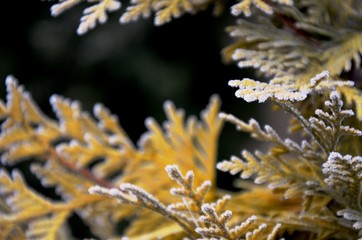 Naklejka na ściany i meble needles and branches of yellow thuja, coniferous with hoarfrost, frosty morning. Floral background. Floral texture. 
