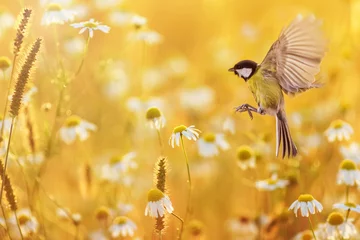 Foto op Plexiglas mooie kleine vogel gele mees vliegt over een veld van witte madeliefjebloemen in zonnige zomeravond © nataba