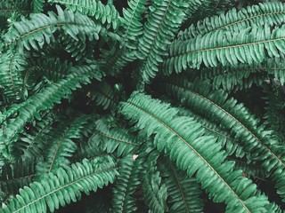 Dark green leaves background and texture, leaf plant background.