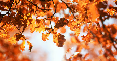 natural background with oak branches with Golden leaves in autumn solar Park
