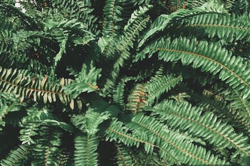 Fototapeta na wymiar Dark green leaves background and texture, leaf plant background.