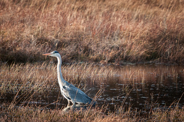 A winter image of a solitary Grey Heron, Ardea cinerea, in a brackish pool on the Applecross Peninsula, Ross and Cromarty, Scotland. 31 December 2019
