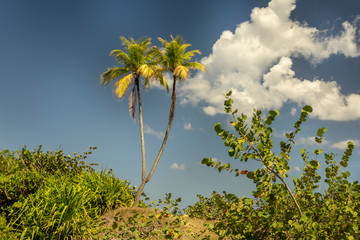 Split Palm Tree in Cuba