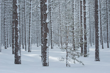 Winter, Hiawatha National Forest after a fresh snowfall, Michigan's Upper Peninsula, USA