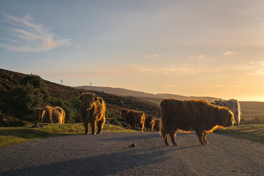A sunny winter image of Highland Cattle in the road on the Applecross Peninsula, Ross and Cromarty, Scotland. 31 December 2019