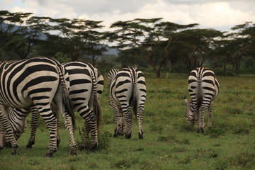 Zebras in Lake Naivasha (Kenya)