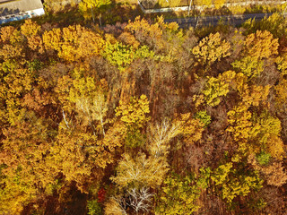 Aerial drone view. Autumn foilage park.