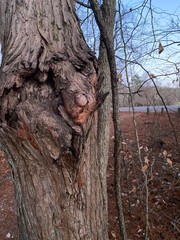 trunk of a tree with burl