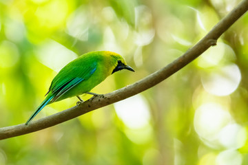 Male Blue-winged Leafbird perching on liana with blur green  background