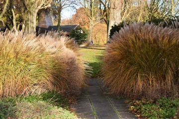  Ornamental plant of Miscanthus Sinensis Malepartus or Chinese silver grass, in the garden. It is a...
