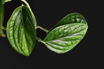 Close up of leaf of tropical 'Monstera Karstenianum' house plant, also called 'Monstera sp. Peru'...