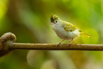 White-bellied Erpornis perching on liana with blur background