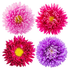 Set of blooming aster flowers isolated on white background, top view