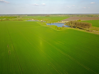 Aerial drone view. Green agricultural fields